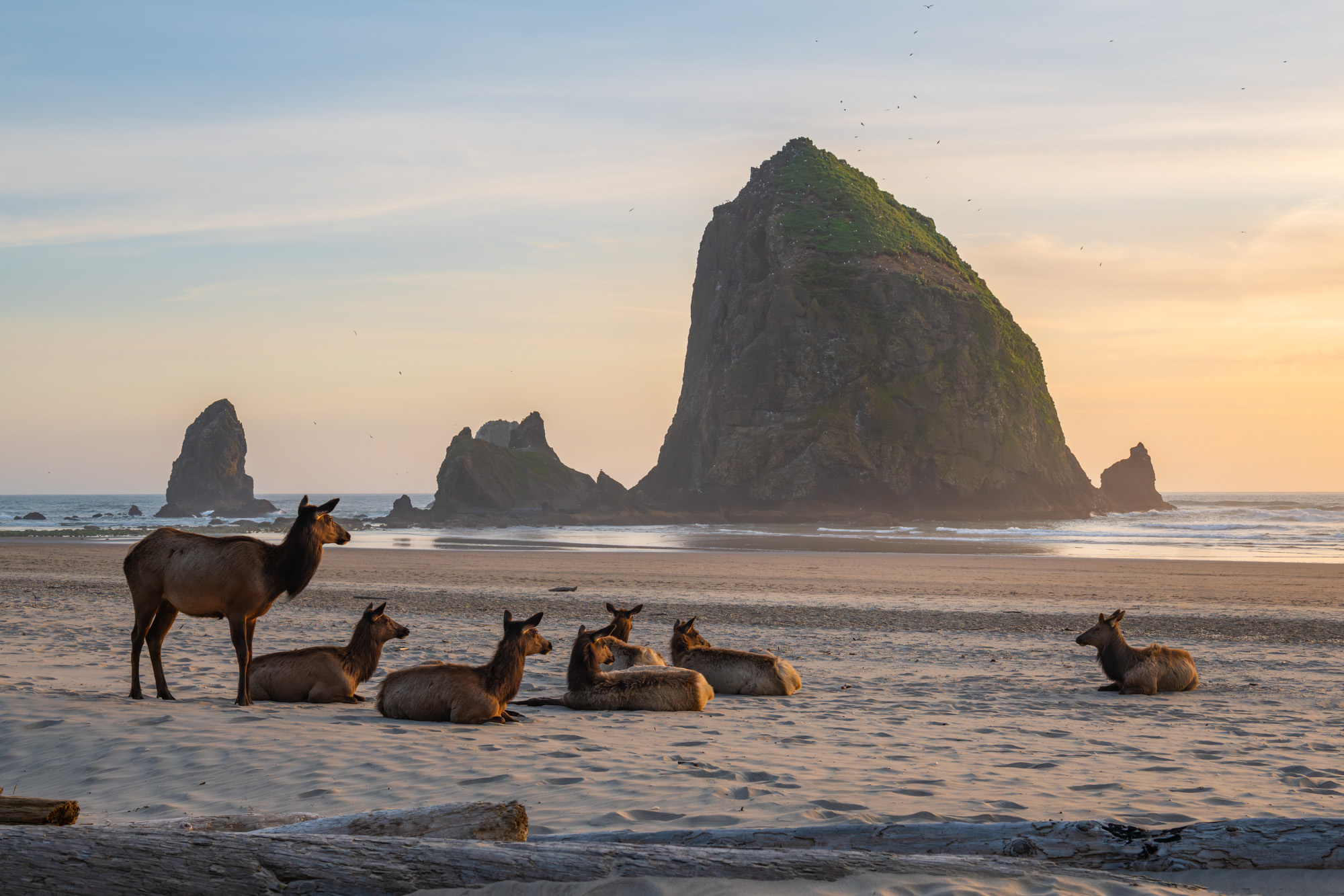 Canon Beach with Elk